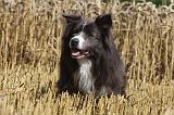 BORDER COLLIE 1081